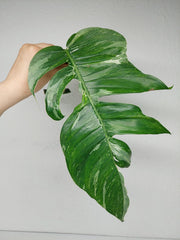 Epipremnum Pinnatum Variegata Steckling Adult