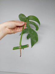 Epipremnum Pinnatum Variegata Steckling Adult