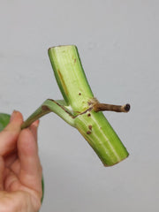 Epipremnum Pinnatum Variegata Steckling Adult