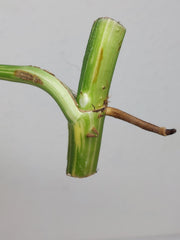 Epipremnum Pinnatum Variegata Steckling Adult