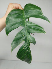 Epipremnum Pinnatum Variegata Steckling Adult