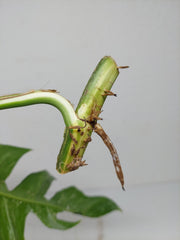 Epipremnum Pinnatum Variegata Steckling Adult