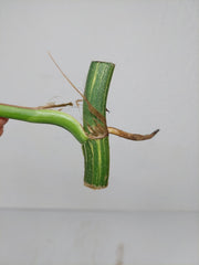 Epipremnum Pinnatum Variegata Steckling Adult