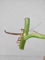 Epipremnum Pinnatum Variegata Steckling Adult