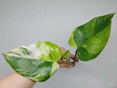 Philodendron White Princess Aurea Tricolor Steckling