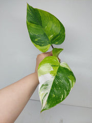 Philodendron White Princess Aurea Tricolor Steckling