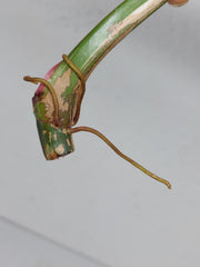 Philodendron White Princess Aurea Tricolor Steckling