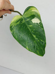 Philodendron White Princess Aurea Tricolor Steckling