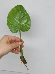 Philodendron White Princess Aurea Tricolor Steckling