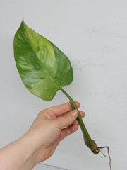 Philodendron White Princess Aurea Tricolor Steckling