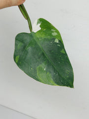 Philodendron White Princess Aurea Tricolor Steckling
