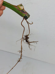 Philodendron White Princess Aurea Tricolor Steckling