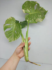 Monstera Thai Constellation Crème Brûlée Steckling