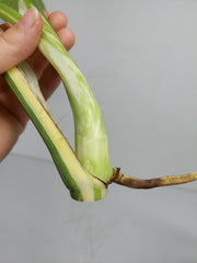 Monstera Thai Constellation Crème Brûlée Steckling