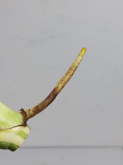 Monstera Thai Constellation Crème Brûlée Steckling