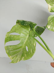 Monstera Thai Constellation Crème Brûlée Steckling