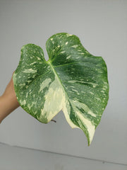 Monstera Thai Constellation Crème Brûlée Steckling