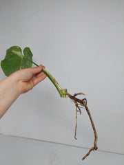 Monstera Thai Constellation Crème Brûlée Steckling