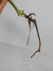Monstera Thai Constellation Crème Brûlée Steckling