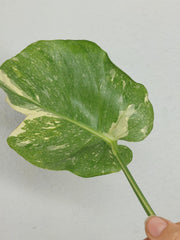Monstera Thai Constellation Crème Brûlée Steckling