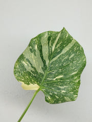 Monstera Thai Constellation Crème Brûlée Steckling