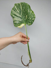 Monstera Thai Constellation Crème Brûlée Steckling