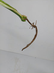 Monstera Thai Constellation Crème Brûlée Steckling