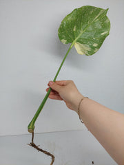 Monstera Thai Constellation Crème Brûlée Steckling
