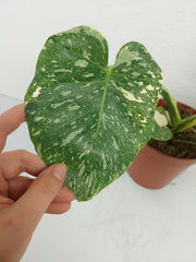 Monstera Thai Constellation Crème Brûlée Steckling