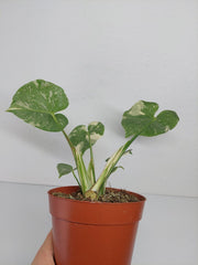 Monstera Thai Constellation Crème Brûlée Steckling