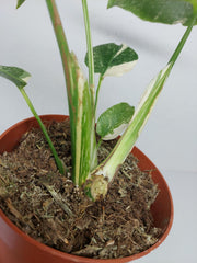 Monstera Thai Constellation Crème Brûlée Steckling