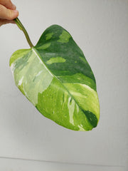 Philodendron White Princess Aurea Tricolor Steckling