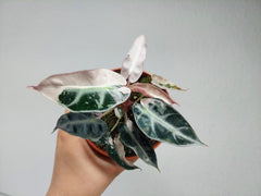 Alocasia Bambino Pink Variegata