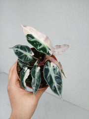 Alocasia Bambino Pink Variegata