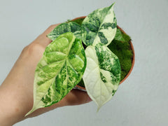 Alocasia Dragon Scale Variegata