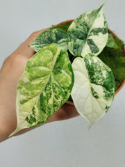 Alocasia Dragon Scale Variegata