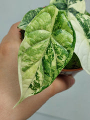 Alocasia Dragon Scale Variegata