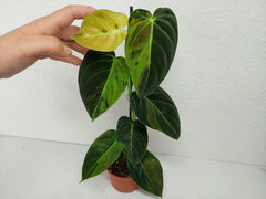Philodendron Melanochrysum Variegata