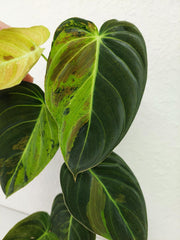 Philodendron Melanochrysum Variegata