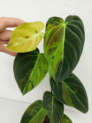 Philodendron Melanochrysum Variegata