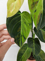 Philodendron Melanochrysum Variegata