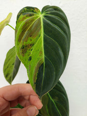 Philodendron Melanochrysum Variegata