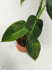 Philodendron Melanochrysum Variegata