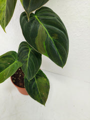 Philodendron Melanochrysum Variegata