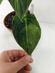 Philodendron Melanochrysum Variegata