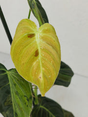 Philodendron Melanochrysum Variegata