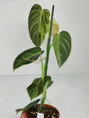 Philodendron Melanochrysum Variegata