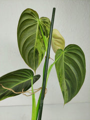 Philodendron Melanochrysum Variegata