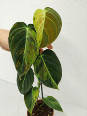 Philodendron Melanochrysum Variegata