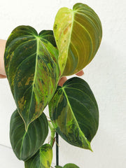 Philodendron Melanochrysum Variegata